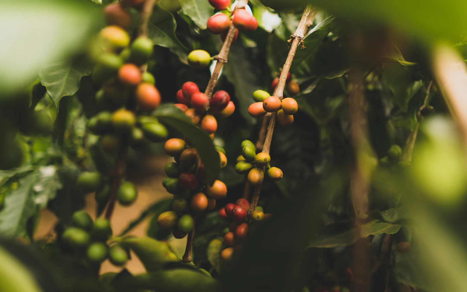 Ramas de cafeto con frutos verdes y rojos