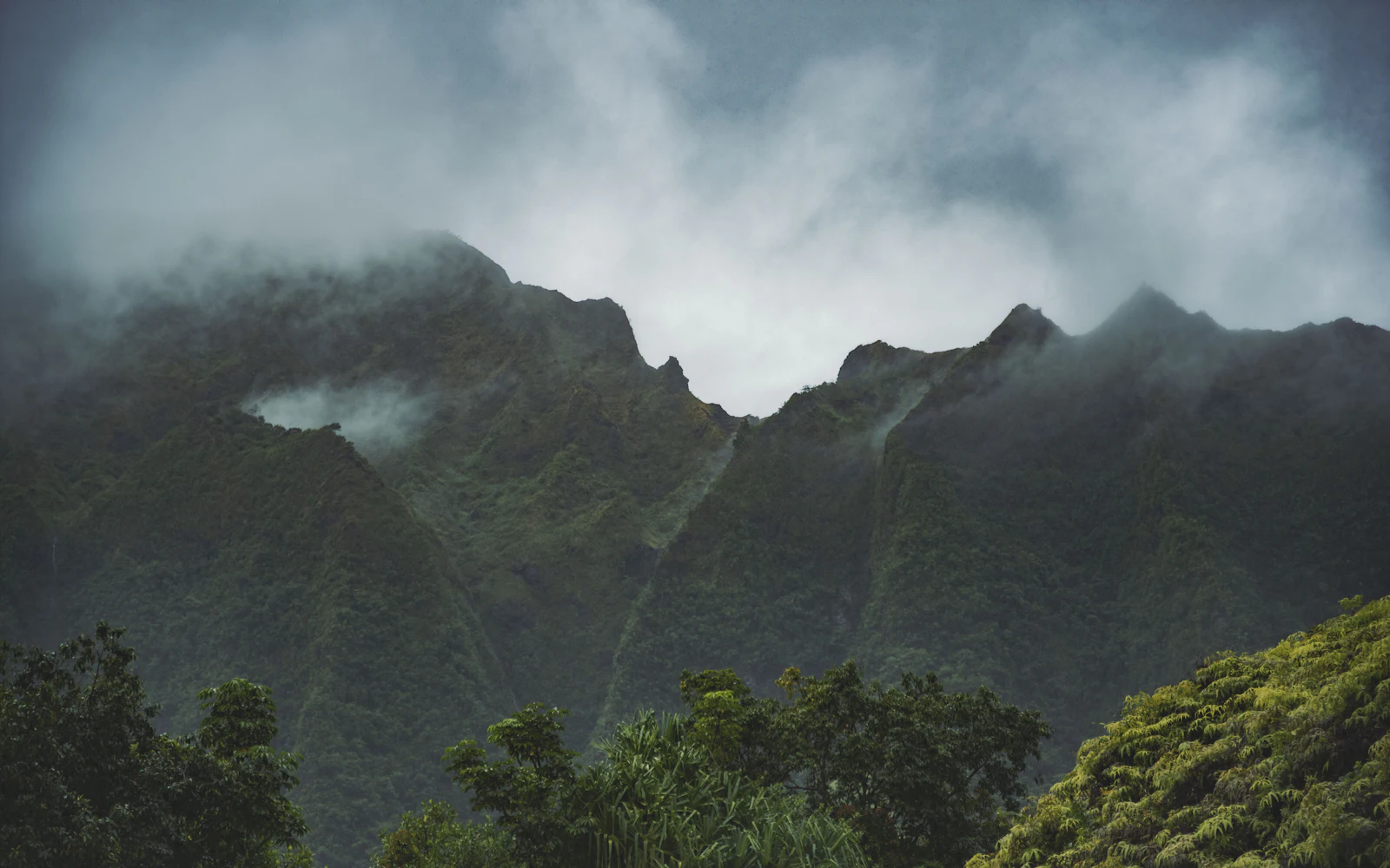 Montañas cubiertas de selva y niebla